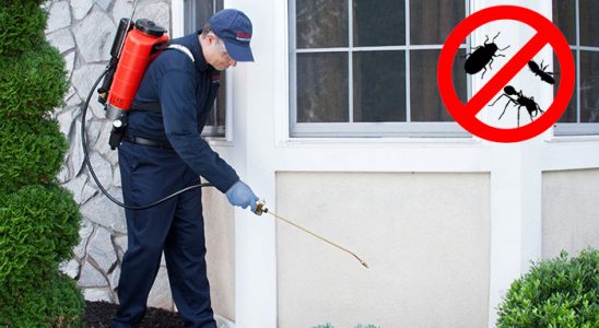 Dalaman Hamam Böceği İlaçlama böcek ilaçlama ve haşere kontrolü — ilaclama-tr.com